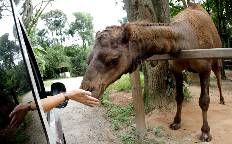 Zoo Safári na capital paulista